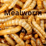 Mealworms