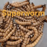 50 Superworms (Medium/Large)