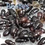 Buffalo Beetles