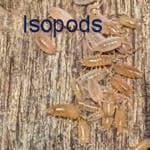 Isopods