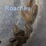 Roaches
