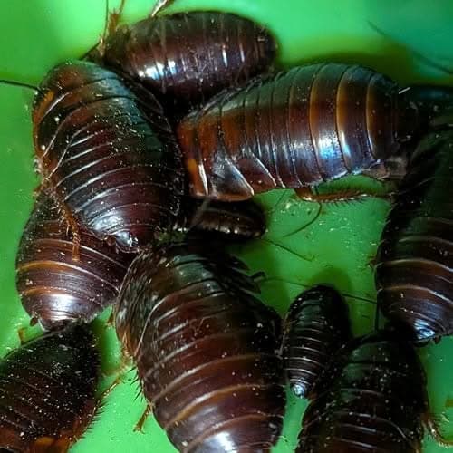10 Roach Nymphs (Medium/Large)