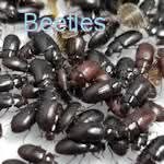 100 Buffalo Beetles