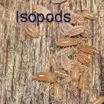 10 Orange Powder Isopods