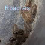 20 Roach Nymphs (Extra Small/Small)